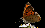 01b